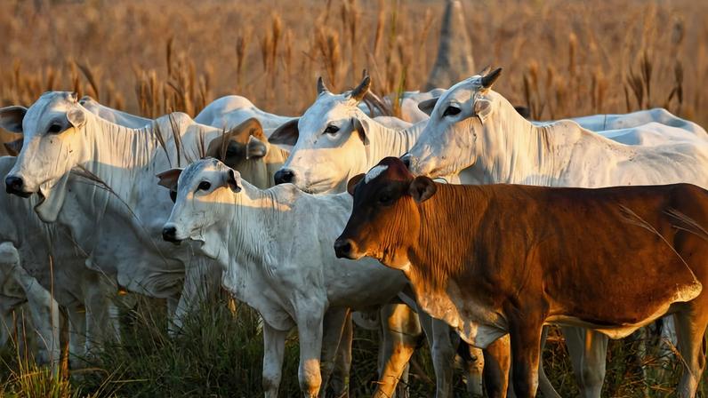 Brasil reduz desmatamento na Amazônia em Piripkura, mas bois permanecem