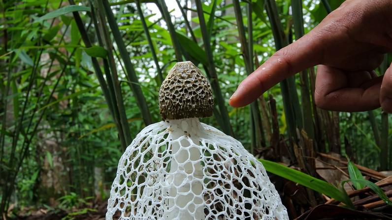 Researcher pointing to fungi in Yunnan, China. Photo by Rhett Ayers Butler