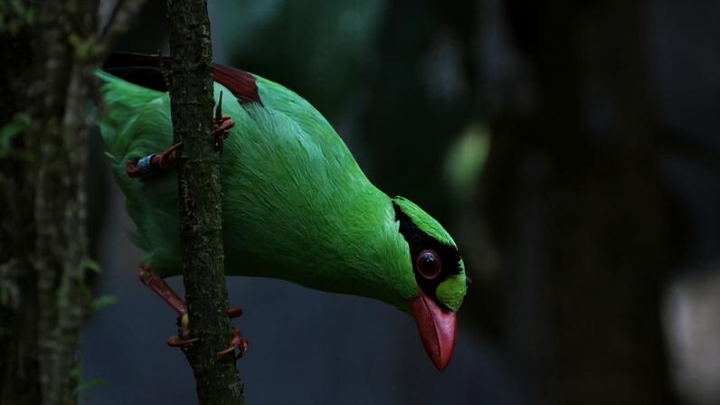 Conservation groups have launched a plan to save the critically endangered Javan green magpie. As few as 50 may remain in the wild. Image courtesy of Andrew Owen/Chester Zoo.