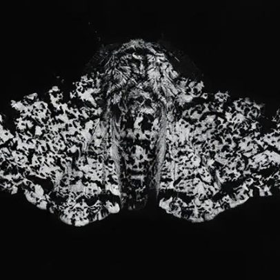 Exposição investiga a adaptação de mariposas