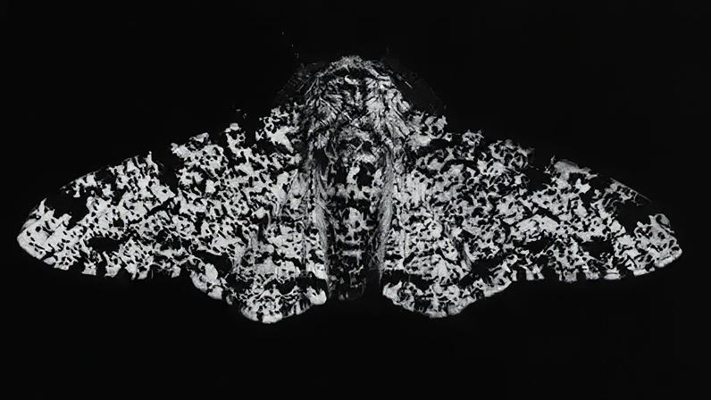 Exposição investiga a adaptação de mariposas
