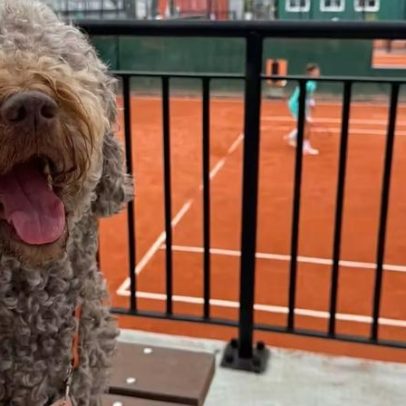 Roland Garros credencia 10 cães de jogadores nesta edição