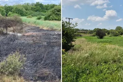 Meadow renasce das cinzas um ano após incêndio