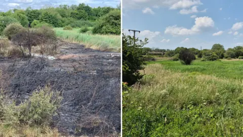 Meadow renasce das cinzas um ano após incêndio