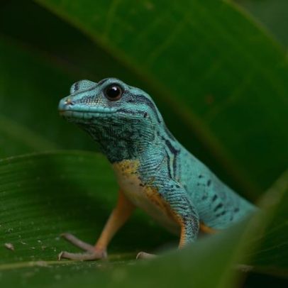 Gecko azul pequeno vira exemplo de recuperação na conservação