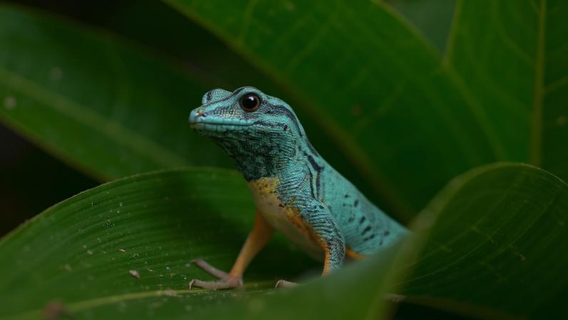 Williams electric blue day gecko is a small Tanzanian reptile whose recovery shows what focused conservation can do, reports Mongabay contributor, Manuel Fonseca.