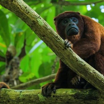 Estudo mapeia corredores de encosta resistentes ao clima na Amazônia
