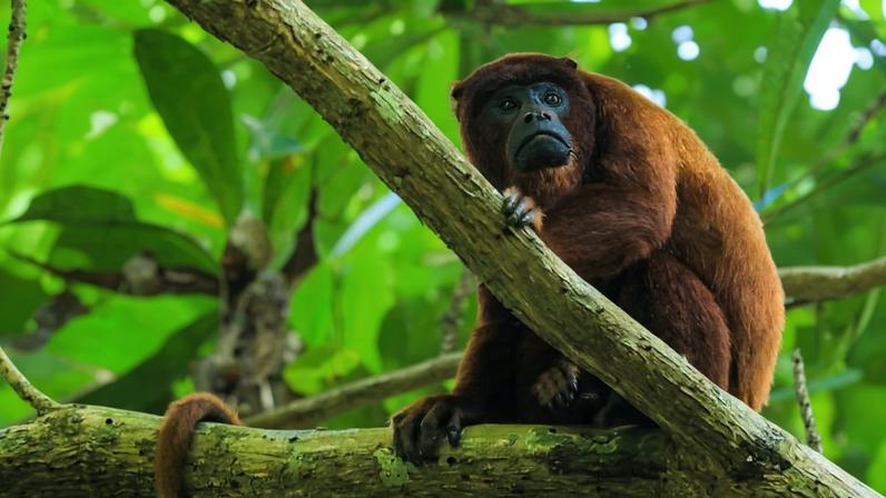 Estudo mapeia corredores de encosta resistentes ao clima na Amazônia
