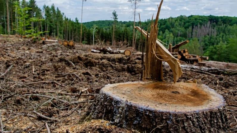 Deforestation is considered the most dangerous activity driving infectious zoonotic disease outbreaks. Image by Kathas_Fotos.