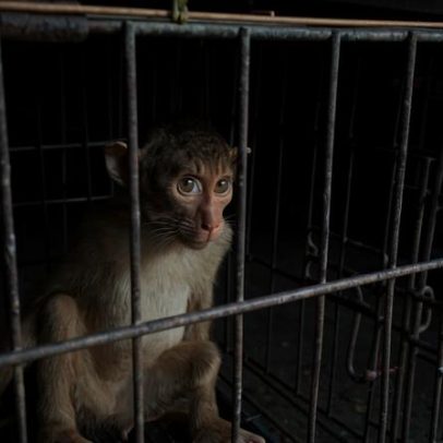 Cúpula global inaugural na Indonésia trata conteúdo de crueldade animal