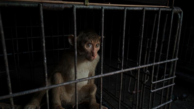 Cúpula global inaugural na Indonésia trata conteúdo de crueldade animal