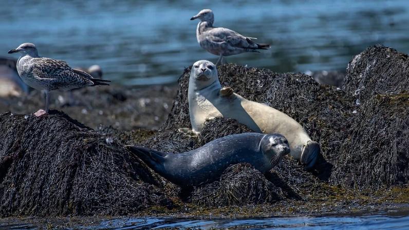 Harbor seals