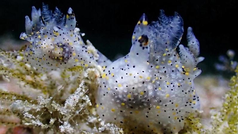 Lesma-do-mar sesame descoberta em Taiwan é primeira do gênero em 30 anos