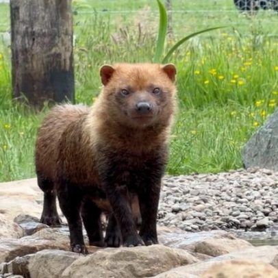 Parque de Vida Selvagem recebe cães-do-mato brincalhões