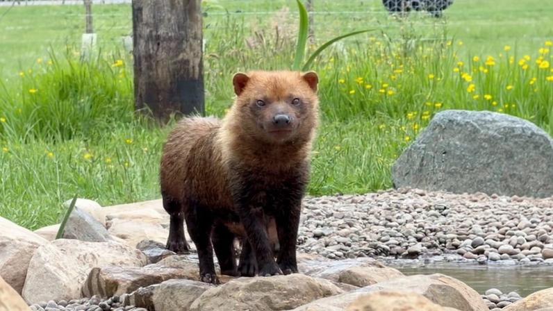 A small, stocky bush dog stands on rocks beside a shallow stream, its reddish‑brown coat contrasting with its dark legs. It looks alert and curious, framed by tall grass, yellow flowers, and the fencing of its enclosure. The scene feels calm and natural, like a quiet moment in a forest habitat.