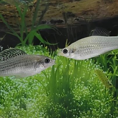 Espécie de peixe sobrevive 100 mil anos sem machos e prospera