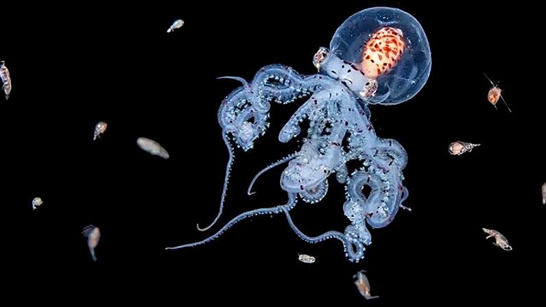 Jialing Cai/ Ocean Photographer of the Year A juvenile wunderpus octopus is surrounded by plankton on a black background (Credit: Jialing Cai/ Ocean Photographer of the Year)