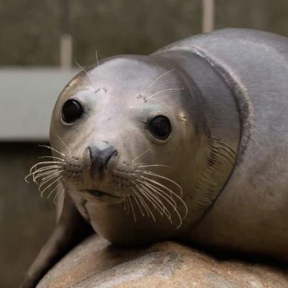 Batalha para impedir mortes de animais em redes de pesca