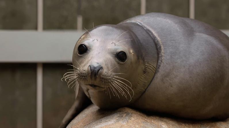A seal sat on a piece of rock. It is facing the camera and is grey in colour with large black eyes. There is a grey wall in the background.