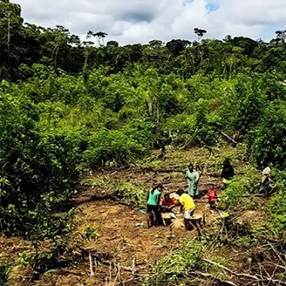 Fazendas na floresta desafiam a agricultura moderna
