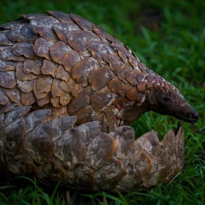 Dois traficantes de pangolins na África do Sul recebem oito anos de prisão