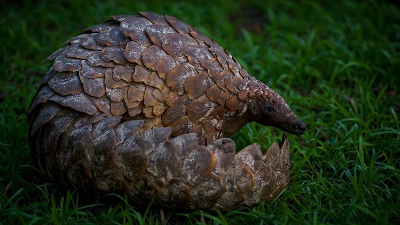 Dois traficantes de pangolins na África do Sul recebem oito anos de prisão