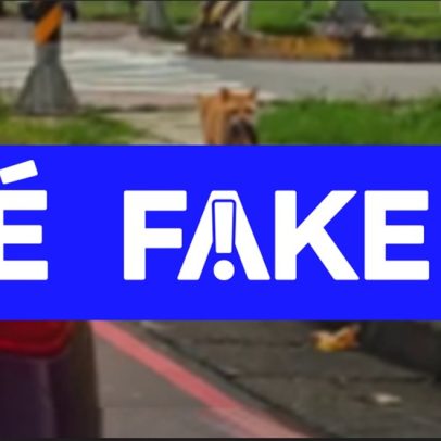 Vídeo de gatinho simulando traição é falso, gerado por IA