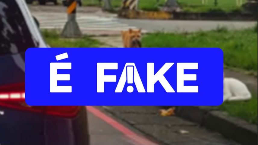 É #FAKE vídeo que mostra gatinho traído abandonando caça; cenas foram geradas com IA — Foto: Reprodução