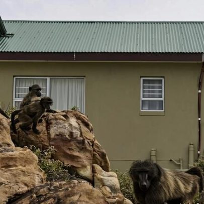 Vila na África do Sul aprende a conviver com babuínos, mas pode não ser regra