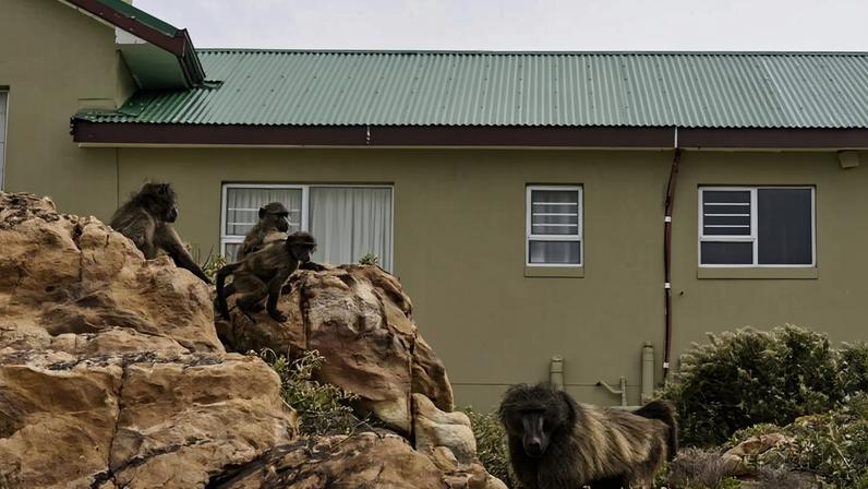 Vila na África do Sul aprende a conviver com babuínos, mas pode não ser regra
