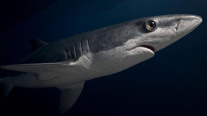The blue shark is one of the widest-ranging sharks in the world, and its meat is the most commonly traded in commercial markets. Image courtesy of Prochym/Adobe Stock.