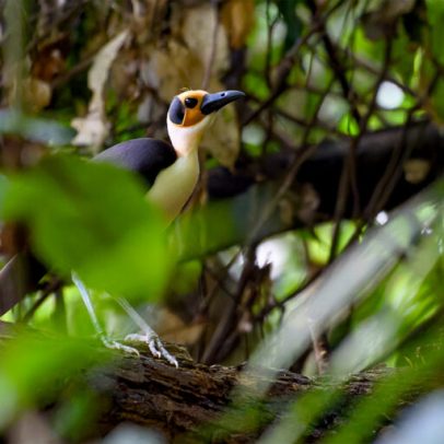 Em busca do raro e belo na floresta da Costa do Marfim
