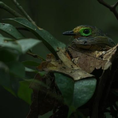 Animais raros, fotografía e Instagram ajudam floresta da Costa do Marfim