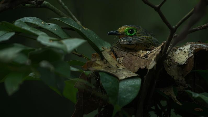 Animais raros, fotografía e Instagram ajudam floresta da Costa do Marfim