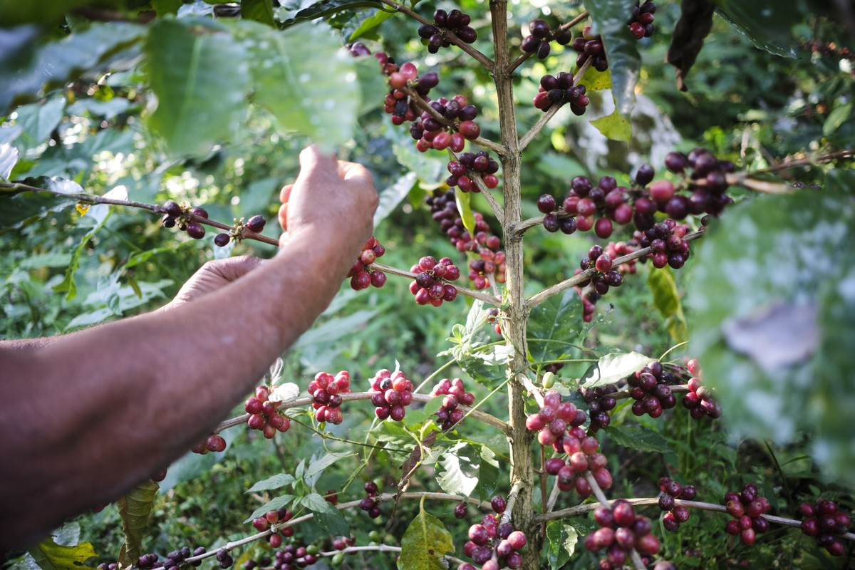 IGP-10 cai 1,65% com redução nos preços de toda a cadeia produtiva Trabalhador colhe grãos de café durante colheita em uma fazenda (Foto: Mauricio Palos/Bloomberg)