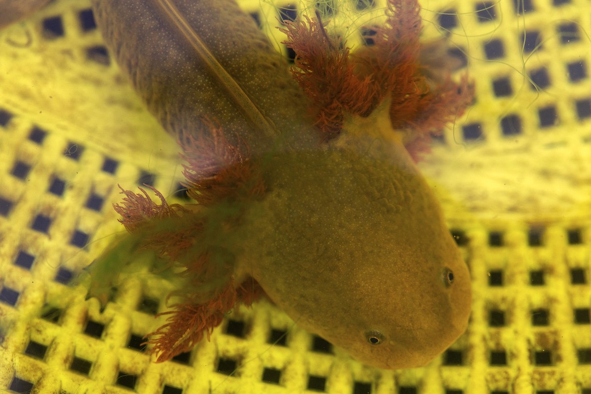 Indígenas e cientistas se unem no México para preservar anfíbio ameaçado Vista de um achoque (Ambystoma dumerilii) na Reserva de Proteção Achoque, na comunidade de San Jerónimo Purenchecuaro (Foto: Enrique Castro / AFP)