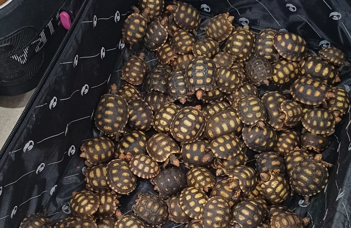 PRF resgata 600 filhotes de jabuti em operação contra tráfico de animais na BR-116 Mala com centenas de filhotes de Jabutis Piranga (Foto: Polícia Rodoviária Federal)