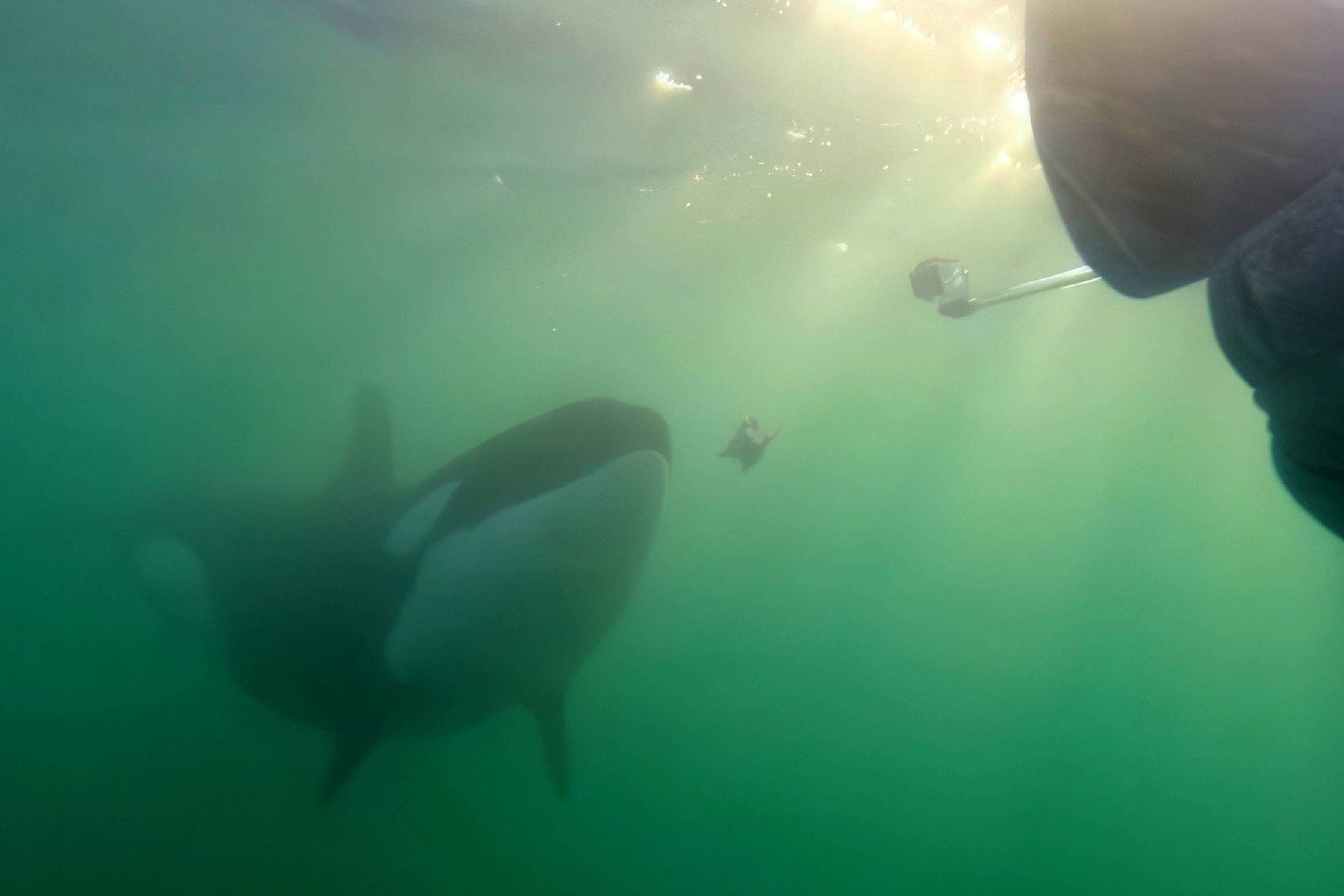 Orcas brincam com humanos ao oferecer presas, mas cientistas alertam para riscos Uma orca submersa em águas verdes oferece um pedaço de fígado de raia-águia para a pesquisadora Ingrid N. Visser (Foto: Orca Research Trust/Divulgação)