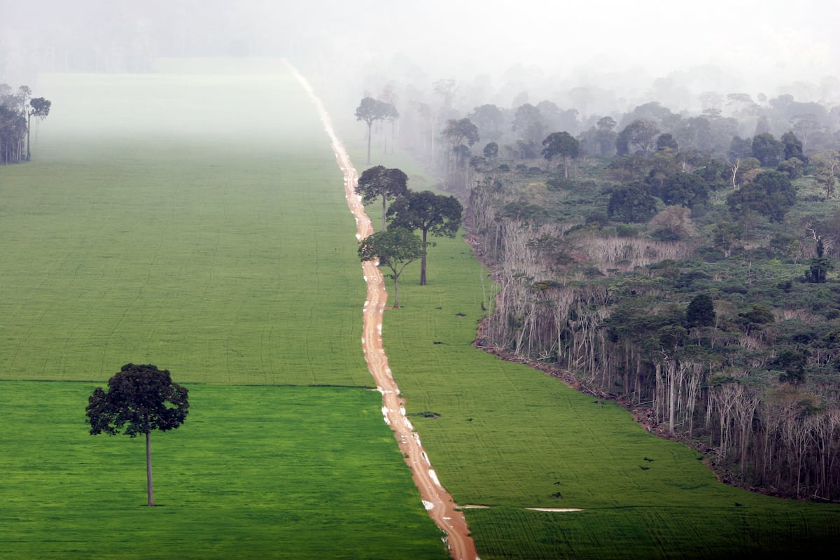 Cuidado redobrado com a soja brasileira e seus impactos ambientais Terreno deforestado para plantar soja junto à selva amazônica no Estado brasileiro de Pará. (Foto: Brazil Photos (LightRocket via Getty Images))