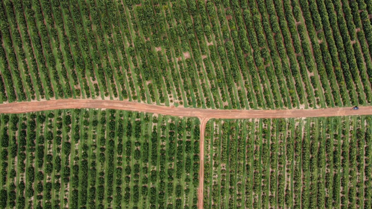 Plantação de laranja na fazenda Santa Tereza Pirassununga, interior de São Paulo (Foto: Edilson Dantas/Agência O Globo)