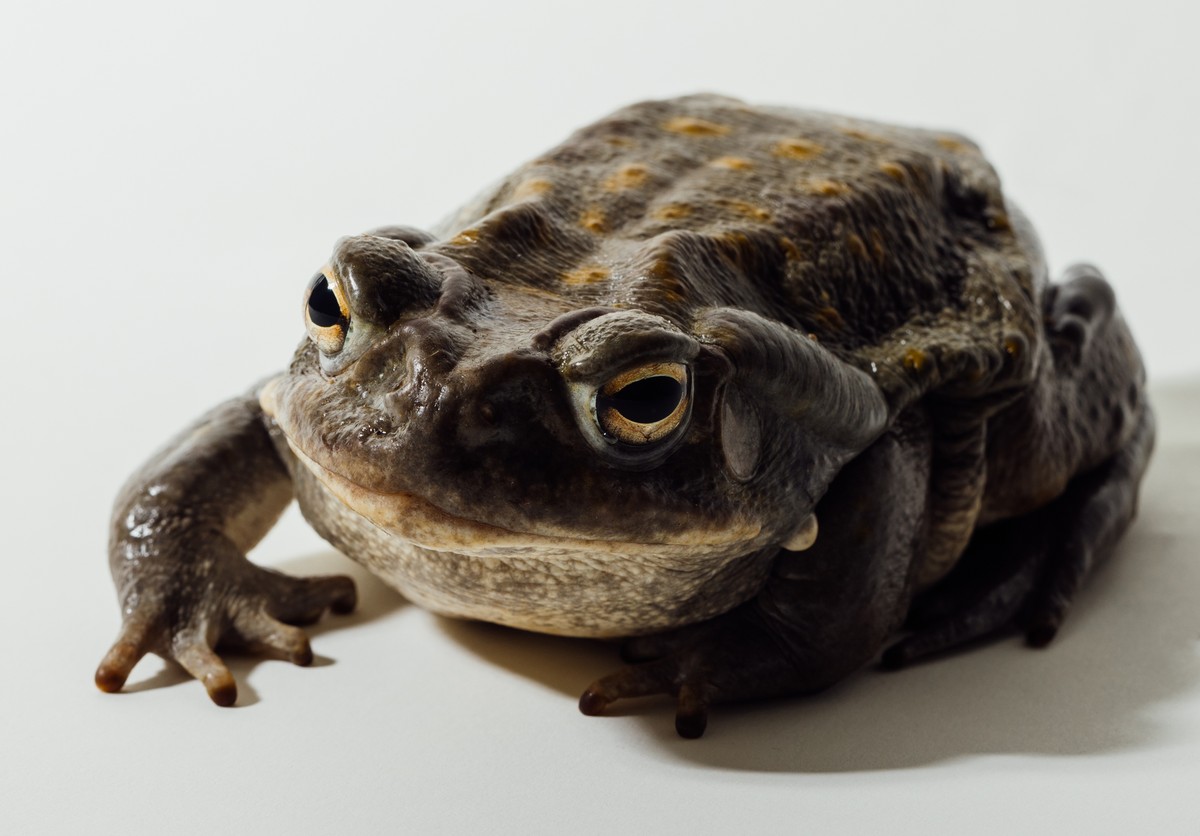 Sapos mexicanos enfrentam ameaça por uso de substâncias psicodélicas O sapo do deserto de Sonora ou sapo do rio é um anfíbio que produz um veneno que poderia curar a depressão e a ansiedade, segundo a ciência (Foto: Adam Riding / The New York Times)