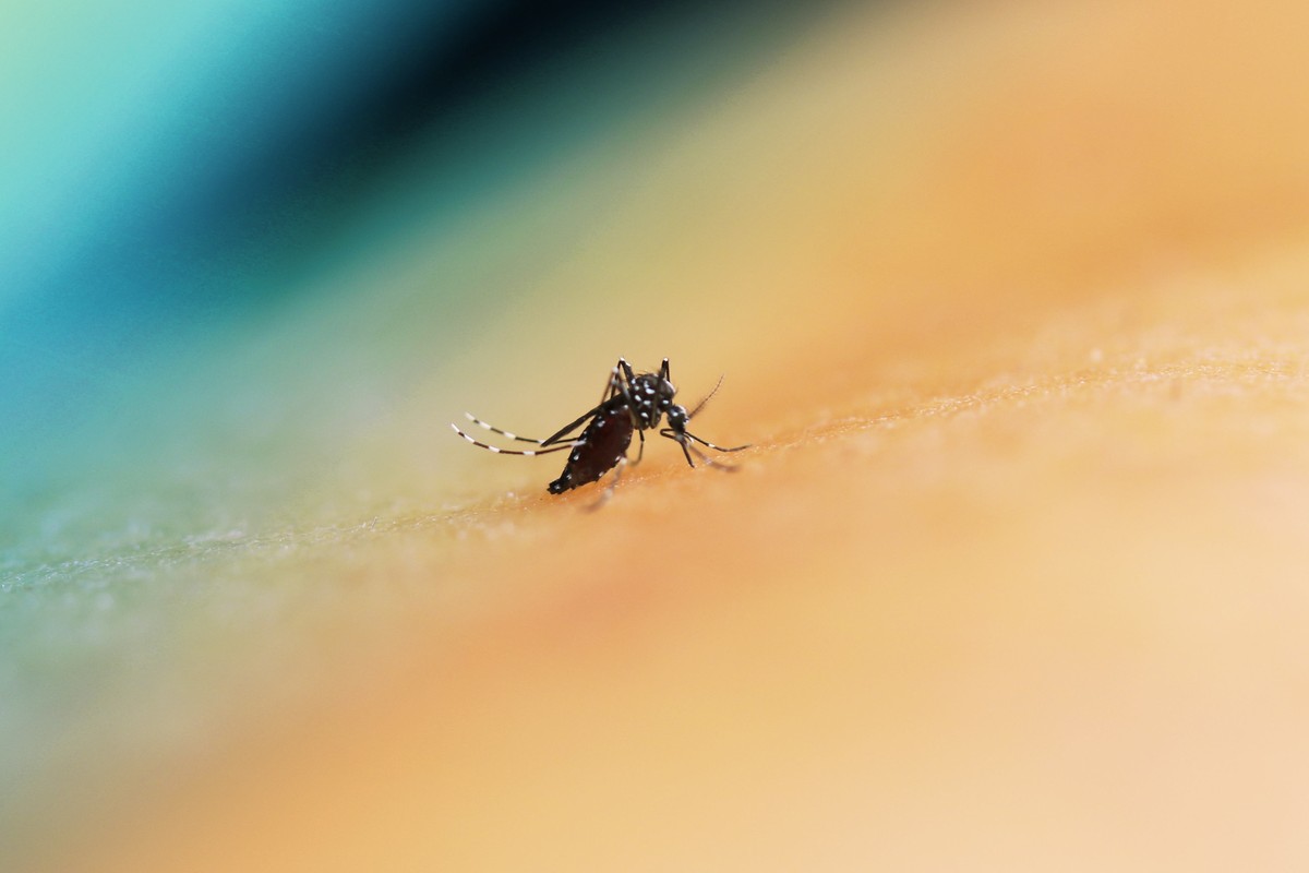 Mosquito da dengue. (Foto: NIAD)