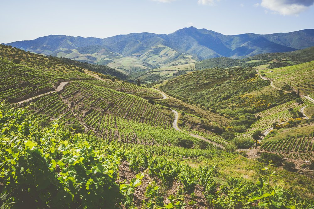 Descubra as melhores opções de enoturismo no Roussillon neste verão