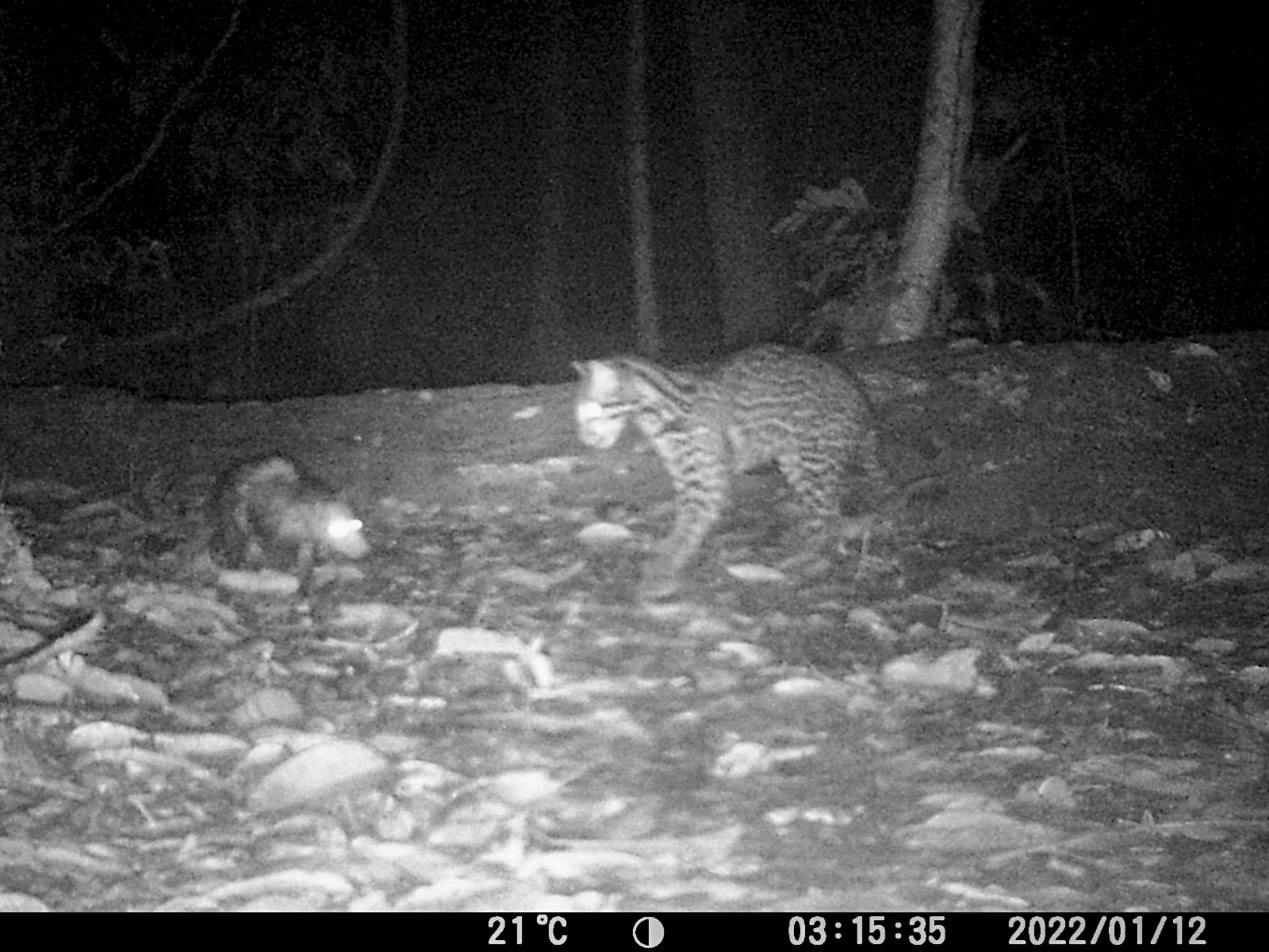 Jaguatirica e gambá convivem pacificamente na Amazônia em surpreendente vídeo Registro de jaguatirica e gambá na Amazônia peruana (Foto: Nadine Holmes /via NYT)