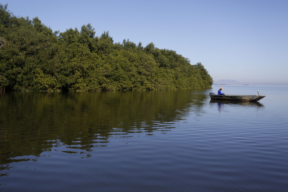 Manguezais: berçários da vida e pilares para um futuro sustentável APA é a última área da Baía de Guanabara a apresentar características cênicas próximas ao período anterior à colonização europeia do País. Constitui um dos últimos trechos de manguezal contínuo de médio porte no estado do Rio de Janeiro. (Foto: Custodio Coimbra)