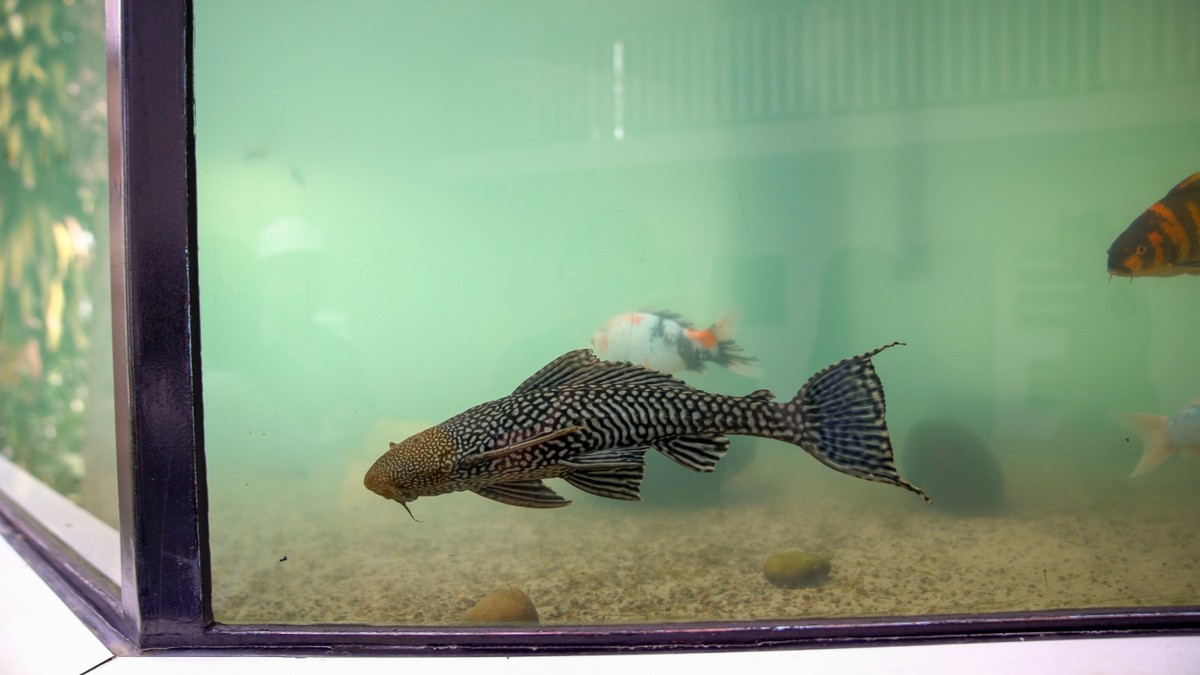 Peixe cascudo é salvo de estação de esgoto e se torna mascote no Rio Peixe cascudo foi resgatado pelos técnicos da Águas do Rio (Foto: Divulgação)
