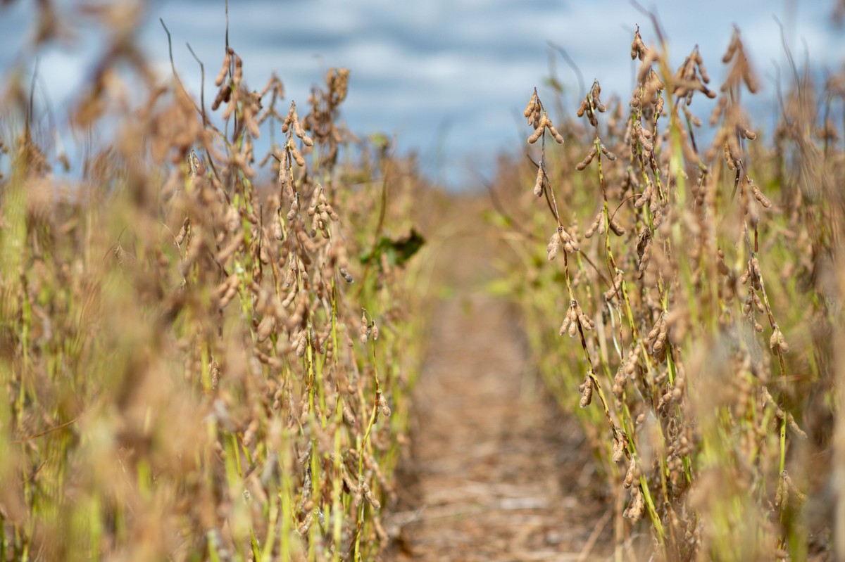 Dados do agro tiveram recuo de 4,25% em maio em relação a abril, segundo o IBC-br (Foto: Infoglobo)