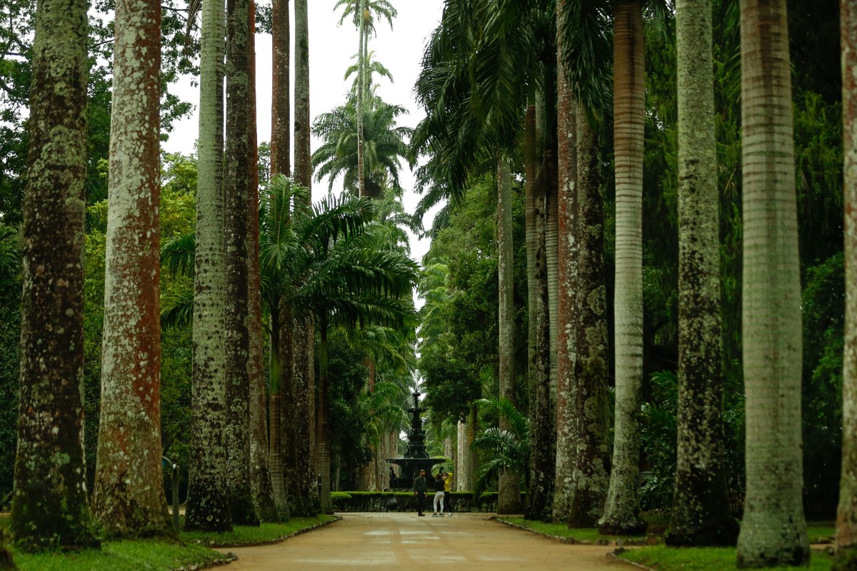 Ingresso para visitar o Arboreto do Jardim Botânico mais que dobrou de preço — Foto: Roberto Moreyra/8-7-2021