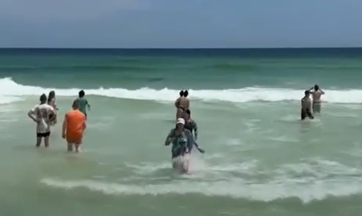 Tubarão-touro ataca pelicano em praia dos EUA diante de banhistas assustados Banhistas presenciaram ataque de tubarão a um pelicano (Foto: Reprodução)