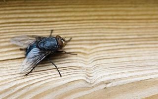Espante as moscas de casa com dois temperos simples e eficazes que você já tem